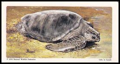 37 Ridley Turtle